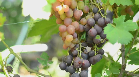 Vineyard. Motorized dolly shot. Stock Footage 27501256