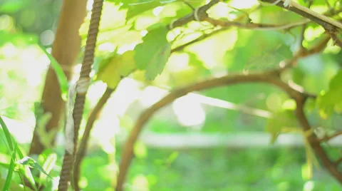 Vineyard. Motorized dolly shot. Stock Footage 27501335