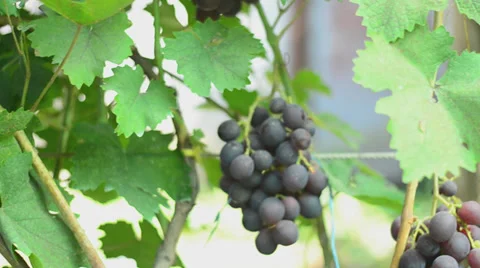 Vineyard. Motorized dolly shot. Stock Footage 27501620
