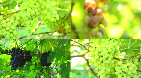 Vineyard. Motorized Dolly Shot., Multiscreen Composition. Vídeos de archivo 37185904
