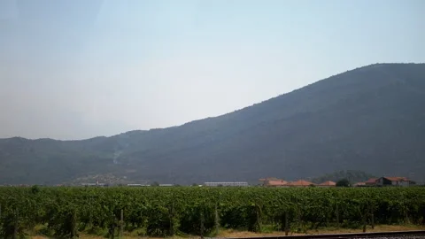 Vineyard with Mountain Backdrop Stock Footage 293258382