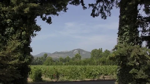 Vineyard mountain Provence landscape Stock Footage 80759516
