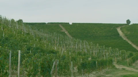 Vineyard on the mountain slope Stock-Footage 102213933