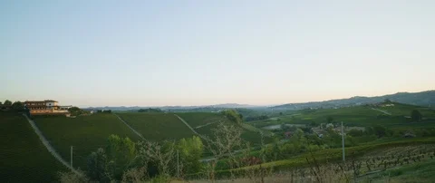 Vineyard on the mountain slope Stock-Footage 102214114