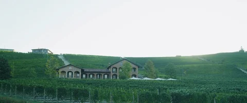 Vineyard on the mountain slope Stock-Footage 102214310