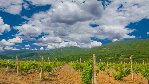 Vineyard in mountain valley at bright summer day time lapse scene Vídeos de archivo 199554825