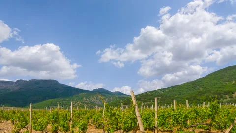 Vineyard in mountain valley Stock-Footage 336303942