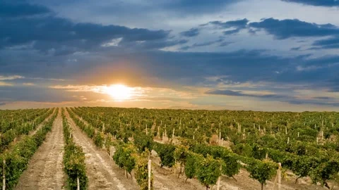Vineyard in mountain valley at the sunset Stock Footage 152384096