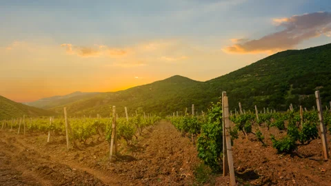Vineyard in a mountain valley at the sunset Stock-Footage 261157839