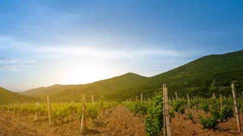Vineyard in a mountain valley at the sunset Vídeos de archivo 332353425