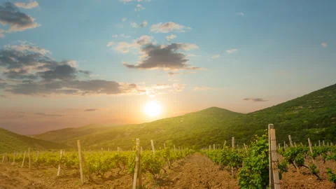 Vineyard in mountain valley at the sunset, time lapse scene Stock Footage 146688972