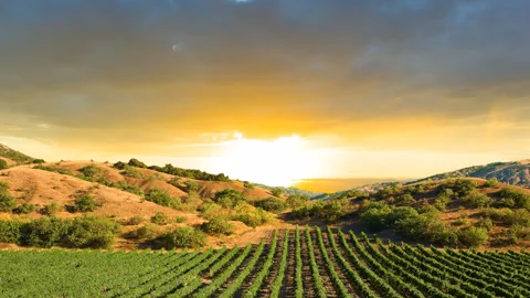 Vineyard in a mountain valley at the sunset time lapse scene Stock Footage 252129902
