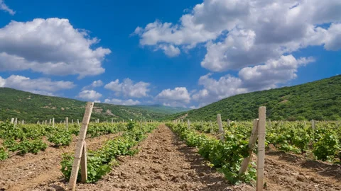 Vineyard in a mountain valley under blue cloudy sky Vídeos de archivo 152383734