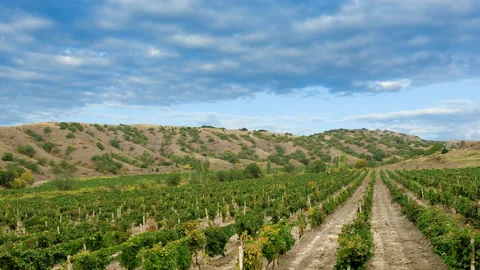 Vineyard in mountain valley under blue cloudy sky time lapse scene Video stock 177339767