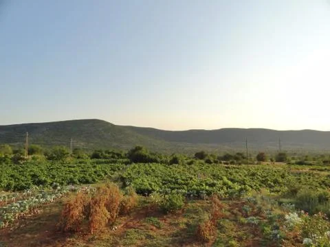 Vineyard with mountains in background Stock Photos