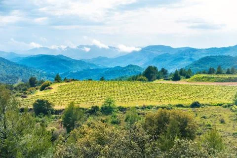 Vineyard with mountains on background Stock Photos