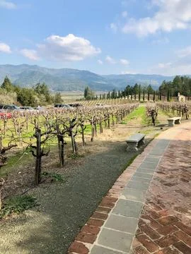 Vineyard with mountains in the background Stock Photos
