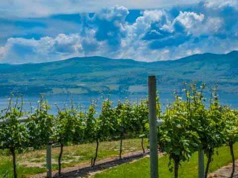 Vineyard in the mountains Stockfoto's
