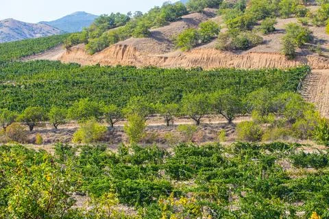 Vineyard in the mountains in summer Stock Photos