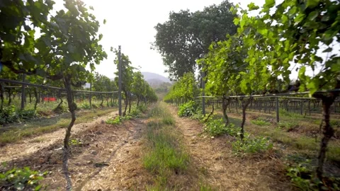 Vineyard with narrow ground paths and suspended vine bushes Stock Footage 133125255