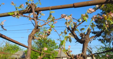 Vineyard in nature Stock Footage 144414746