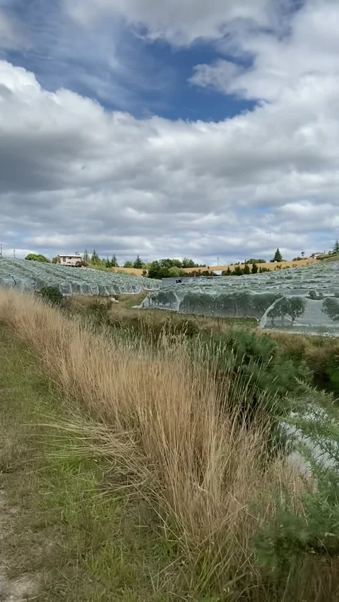 Vineyard near Nelson Vidéo 344047062