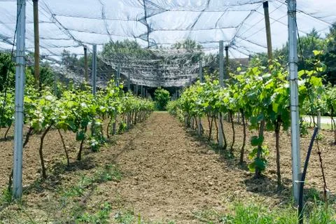 Vineyard net Stock Photos
