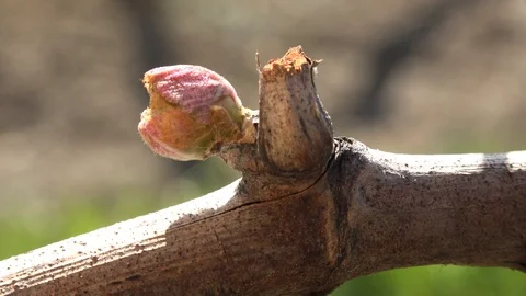 Vineyard, New growth budding out from grapevine, Bordeaux Vineyard Stock Footage 105995799