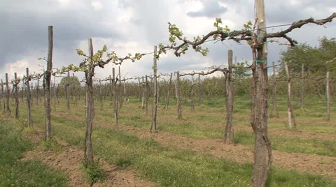 Vineyard with new shoots Stock Footage 39663506