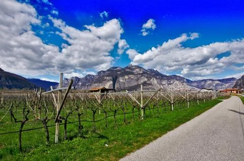 Vineyard next to a path with a hillside and deep blue sky with white clouds Stock Photos