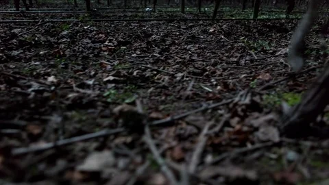 Vineyard at night Video stock 77053910