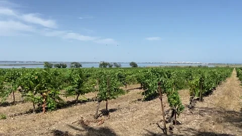Vineyard in Occitanie Vídeo Stock 347413508