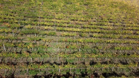 Vineyard october drone Chianti Stock Footage 118643616