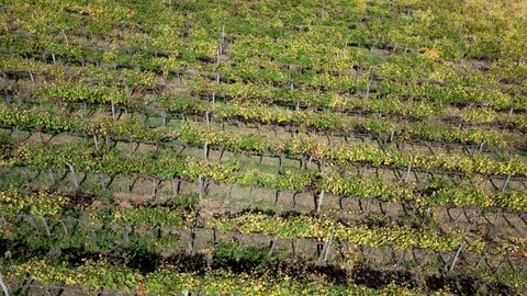 Vineyard october drone Chianti Stock Footage 118643663