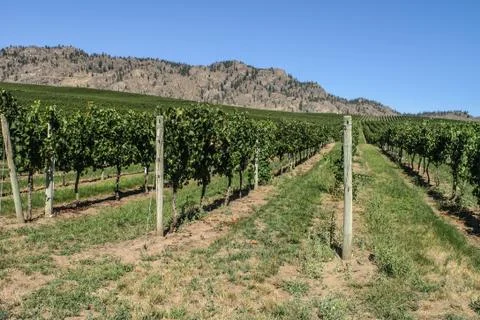 Vineyard in the Okanagan 스톡 사진