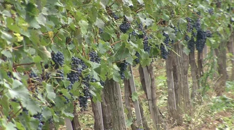Vineyard one line at an angle Cabernet Sauvignon Stock Footage 42879753