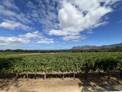 Vineyard overlooking False Bay in Cape Town South Africa Stock Photos