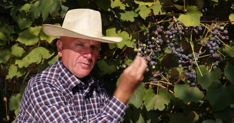Vineyard Owner Explaining Good Grapes Characteristics Talk About Fruit Quality Stock-Footage 61455408