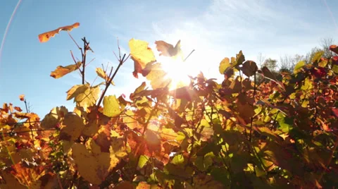Vineyard pan Video stock 32379440
