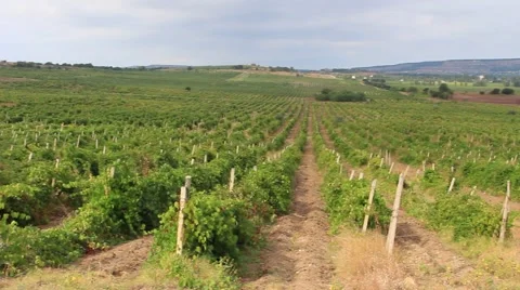 The Vineyard. Pan Vídeo Stock 54658433