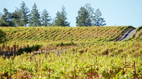Vineyard Pan Stock Footage 146650910
