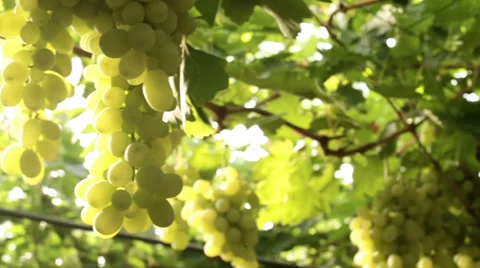 Vineyard panning Stock-Footage 27473063