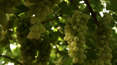 Vineyard panning Stock-Footage 27473939