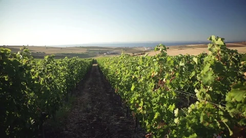 Vineyard Panorama Stock Footage 104937190