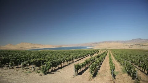 Vineyard Panorama Stock Footage 105007525