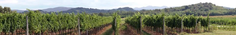 Vineyard panorama Stock Photos