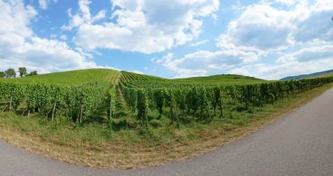 Vineyard panorama Stock Photos
