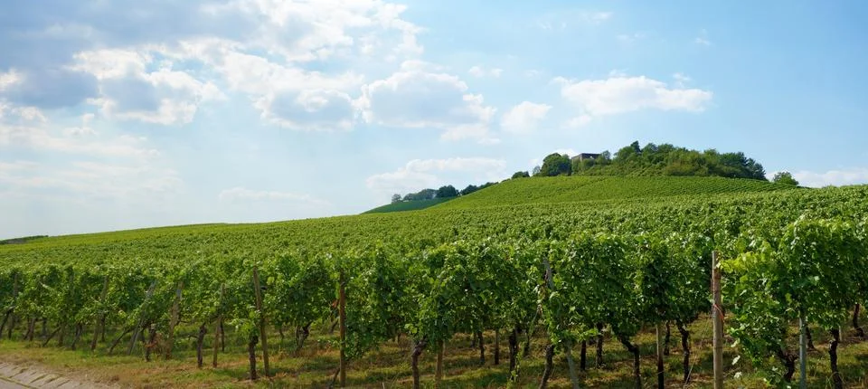 Vineyard panorama Stock Photos
