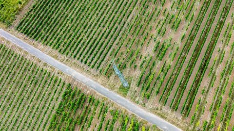 Vineyard Panorama Stock Photos