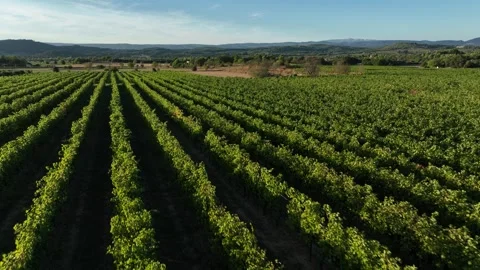 Vineyard parallel lines - aerial/drone shot - Provence-Alpes-Cote d'Azur region Stock Footage 268250121